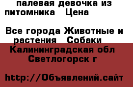 палевая девочка из питомника › Цена ­ 40 000 - Все города Животные и растения » Собаки   . Калининградская обл.,Светлогорск г.